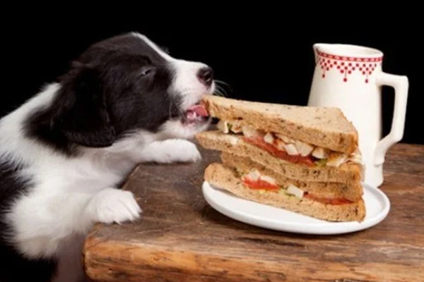 Quand votre animal de compagnie pense que vous ne regardez pas